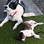 animal, black_and_white, canine, collar, concrete, daylight, dog, fur, grass, lying_down, medium_dog, nature, outdoor, pet, quiet, relaxation, resting, sleeping, small_dog, two_dogs