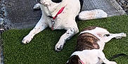 Wybee joined the competition — help win amazing prizes! animal, black_and_white, brown_and_white, calm, collar, companions, concrete, daylight, dog, grass, lying_down, medium_dog, nature, outdoor, pets, relaxing, resting, sitting, small_dog, two_animals
