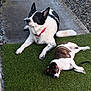 animal, black_and_white, brown_and_white, calm, collar, companions, concrete, daylight, dog, grass, lying_down, medium_dog, nature, outdoor, pets, relaxing, resting, sitting, small_dog, two_animals