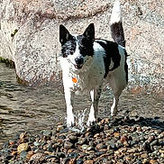 Wybee is registered to the contest to win money with this photo: animal, black_and_white, canine, collar, daylight, dog, fur, happy, nature, outdoor, pet, playful, portrait, river, rocks, smiling, splashes, tag, water, wet