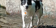 Wybee is registered to the contest to win money with this photo: animal, black_and_white, canine, collar, daylight, dog, fur, happy, nature, outdoor, pet, playful, portrait, river, rocks, smiling, splashes, tag, water, wet