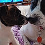 Cha Cha is registered to the contest to win money with this photo: animal, bed, blanket, close_up, collar, cozy, cute, dog, domestic, furry, indoor, nose_to_nose, patterned, pet, puppy, purple, resting, tag, television, wooden_furniture