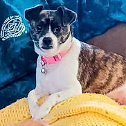 Cha Cha is registered to the contest to win money with this photo: alert, animal, bell, black, blanket, blue, brown, collar, cozy, cute, dog, fabric, fur, indoor, pet, portrait, resting, small_dog, white, yellow