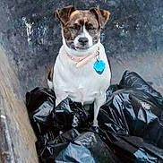 Cha Cha joined the competition — help win amazing prizes! animal, black_bags, brown_and_white, collar, companionship, container, curious, dog, ears, expression, face, fur, garbage_bags, outdoor, pet, sitting, small_dog, tag, trash, wheelbarrow