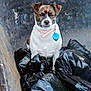 animal, black_bags, brown_and_white, collar, companionship, container, curious, dog, ears, expression, face, fur, garbage_bags, outdoor, pet, sitting, small_dog, tag, trash, wheelbarrow