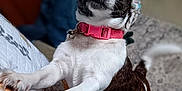 Cha Cha joined the competition — help win amazing prizes! alert, animal, black, brown, carpet, collar, cute, dog, ears, fur, furniture, home, indoor, looking_up, paws, pet, playing, small_dog, standing, white