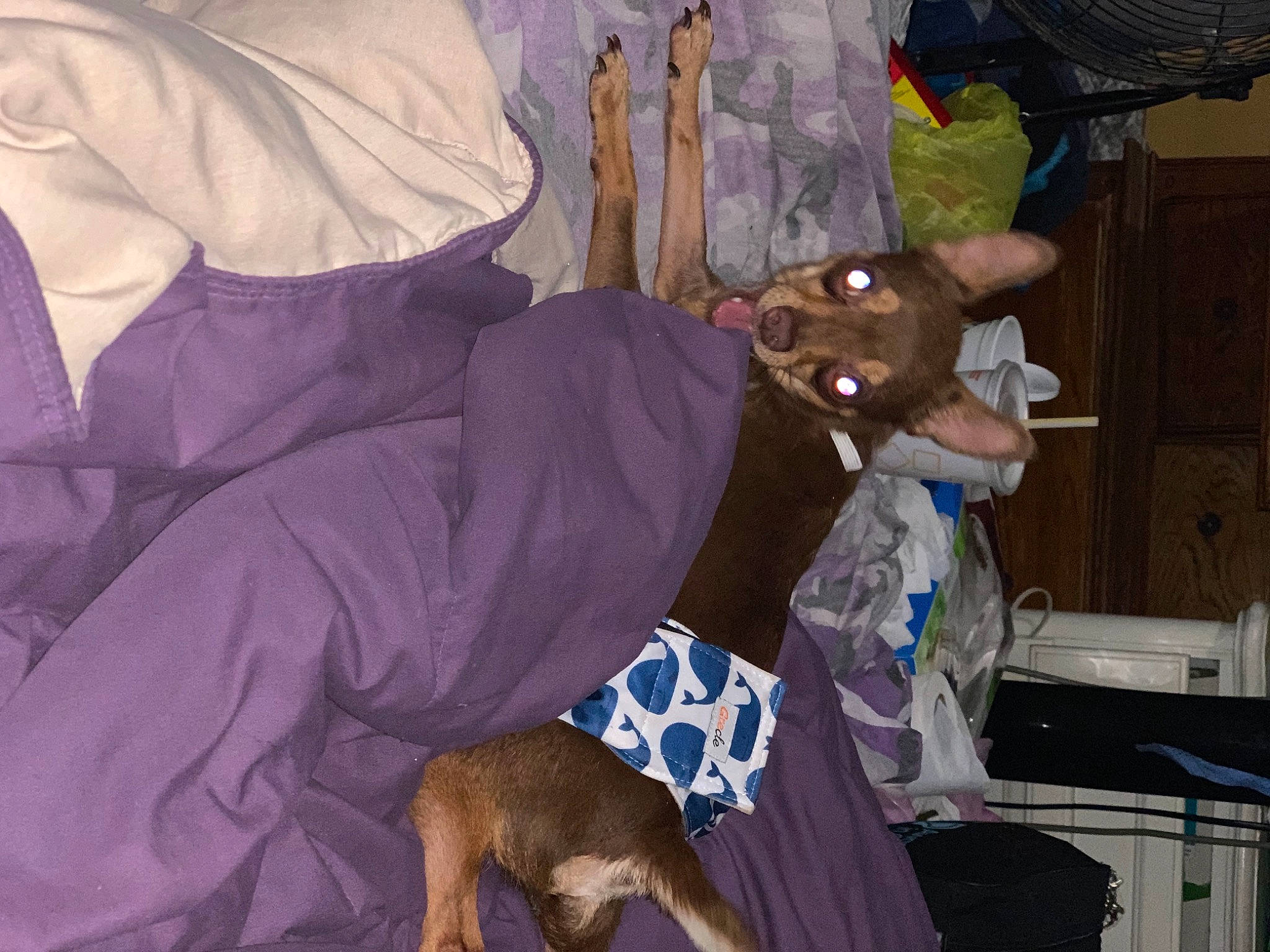 Buckly joined the competition — help win amazing prizes! canidae, carnivore, comfort, companion_dog, couch, dog, dog_breed, event, fun, guard_dog, hat, lap, linens, purple, room, sporting_group, toy_dog, vertebrate