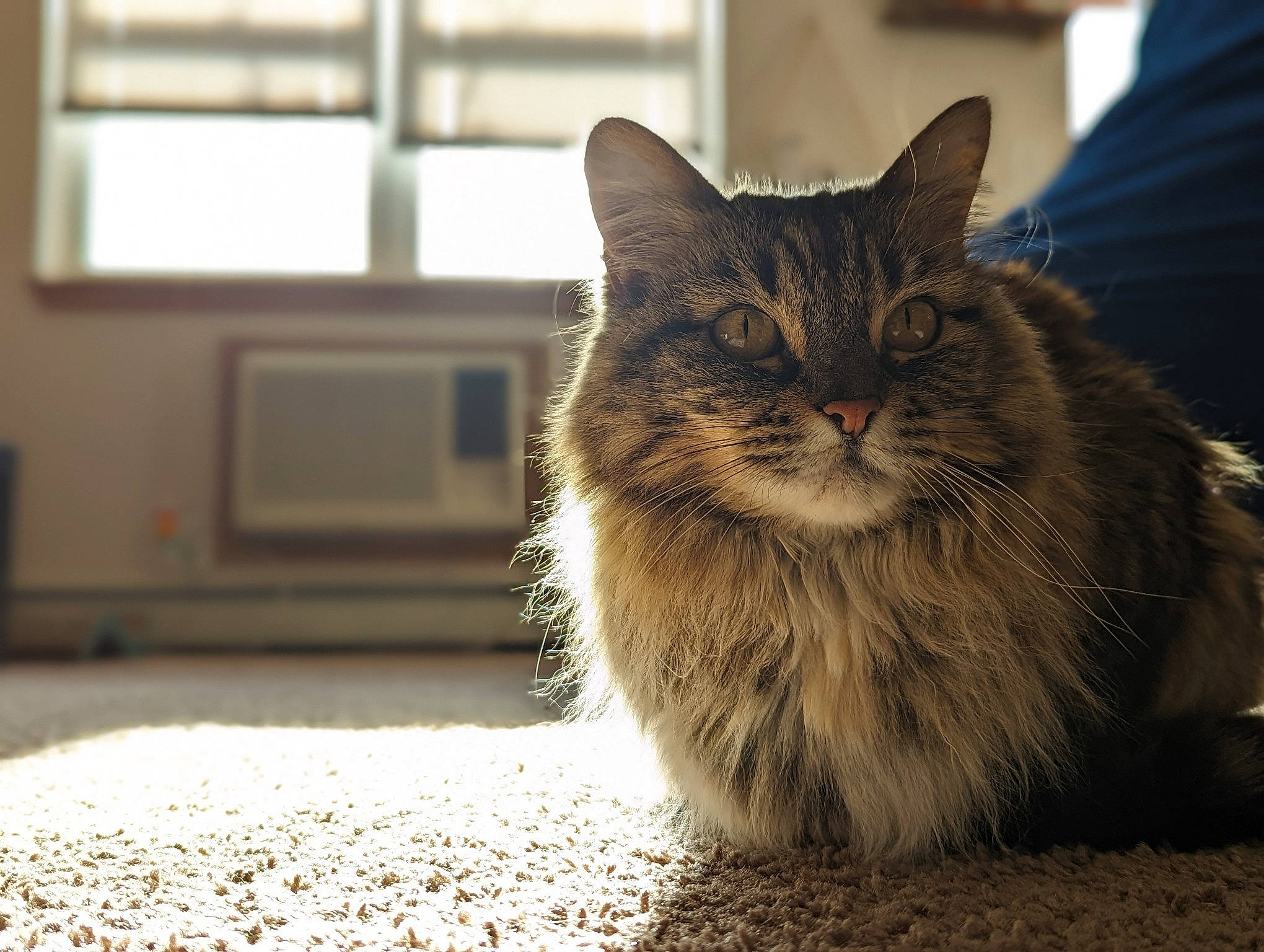 Mary Jane is registered to the contest to win money with this photo: cat, claw, domestic_short_haired_cat, felidae, flooring, fur, grass, grey, paw, sitting, small_to_medium_sized_cats, soil, tail, terrestrial_animal, tree, whiskers, window, wood