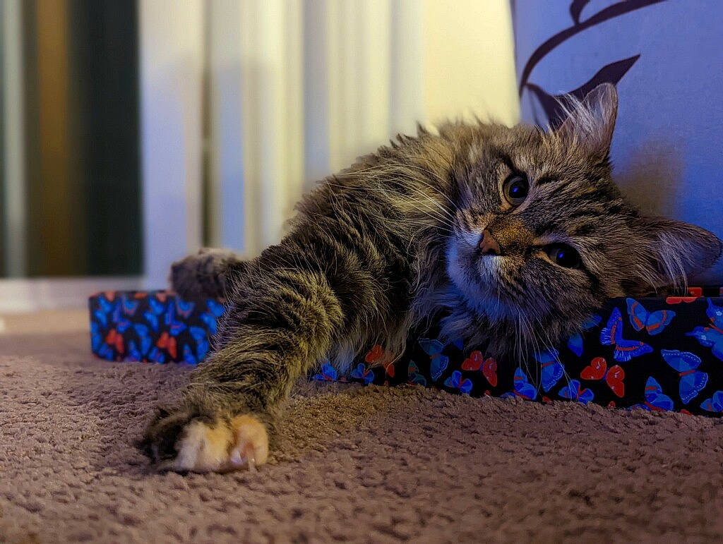 Mary Jane is registered to the contest to win money with this photo: carnivore, cat, claw, domestic_short_haired_cat, felidae, flooring, fur, maine_coon, paw, plant, siberian, sitting, small_to_medium_sized_cats, tail, terrestrial_animal, whiskers, wood