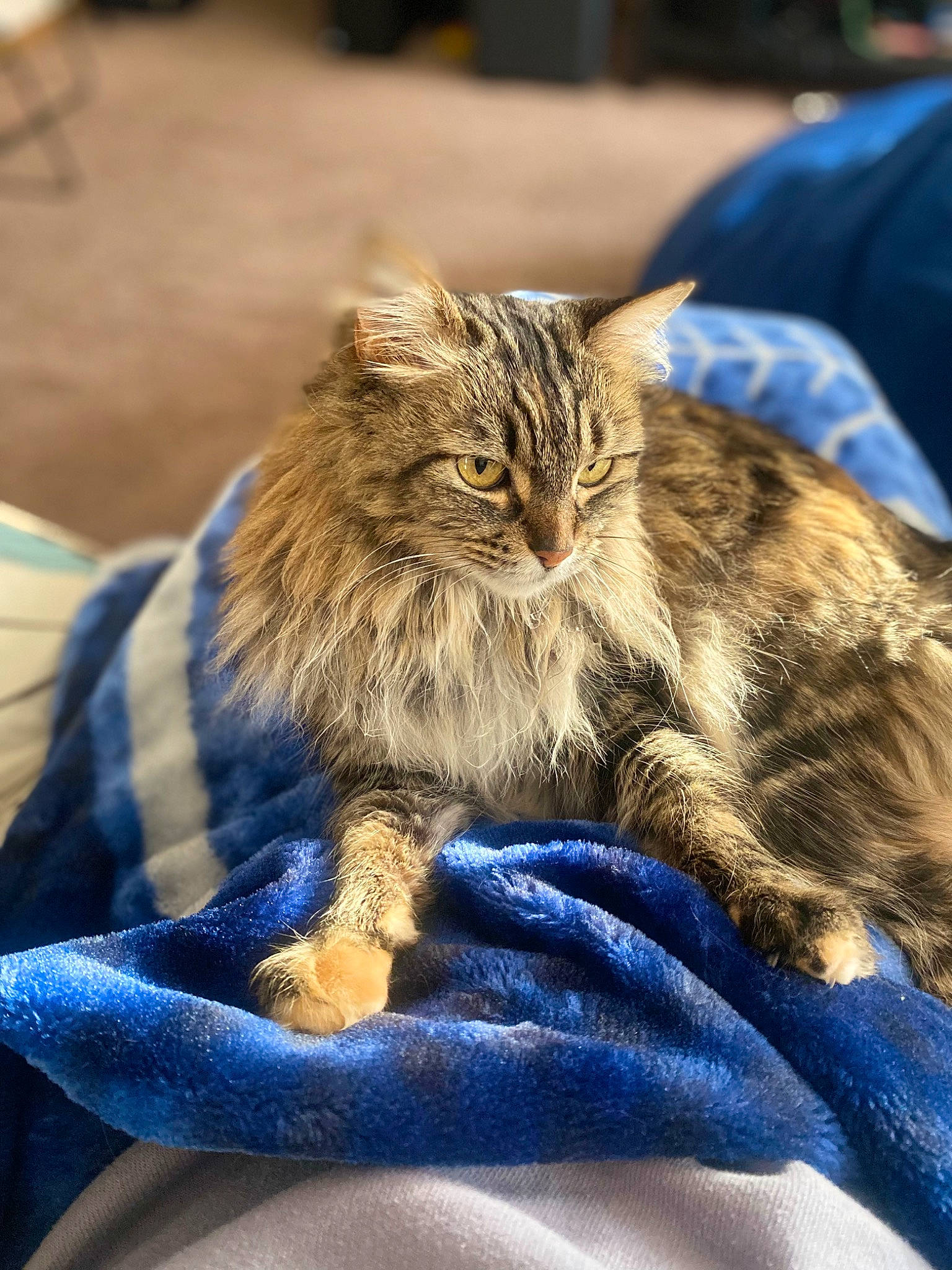 Mary Jane joined the competition — help win amazing prizes! carnivore, cat, claw, comfort, domestic_short_haired_cat, electric_blue, felidae, fur, grass, maine_coon, small_to_medium_sized_cats, snout, terrestrial_animal, whiskers, wildlife, wood