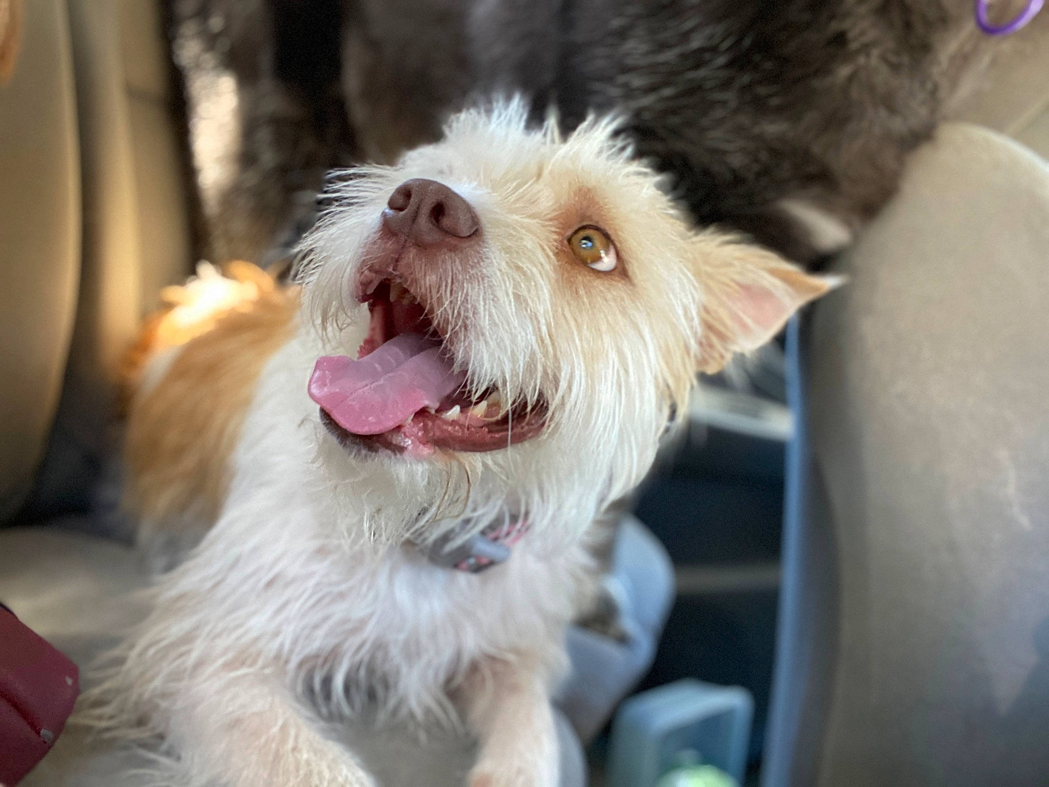 Maggie is registered to the contest to win money with this photo: canidae, carnivore, collar, companion_dog, dog, dog_breed, dog_collar, ear, eyewear, fang, fur, liver, small_terrier, snout, sporting_group, terrier, toy_dog, whiskers, working_animal, yawn