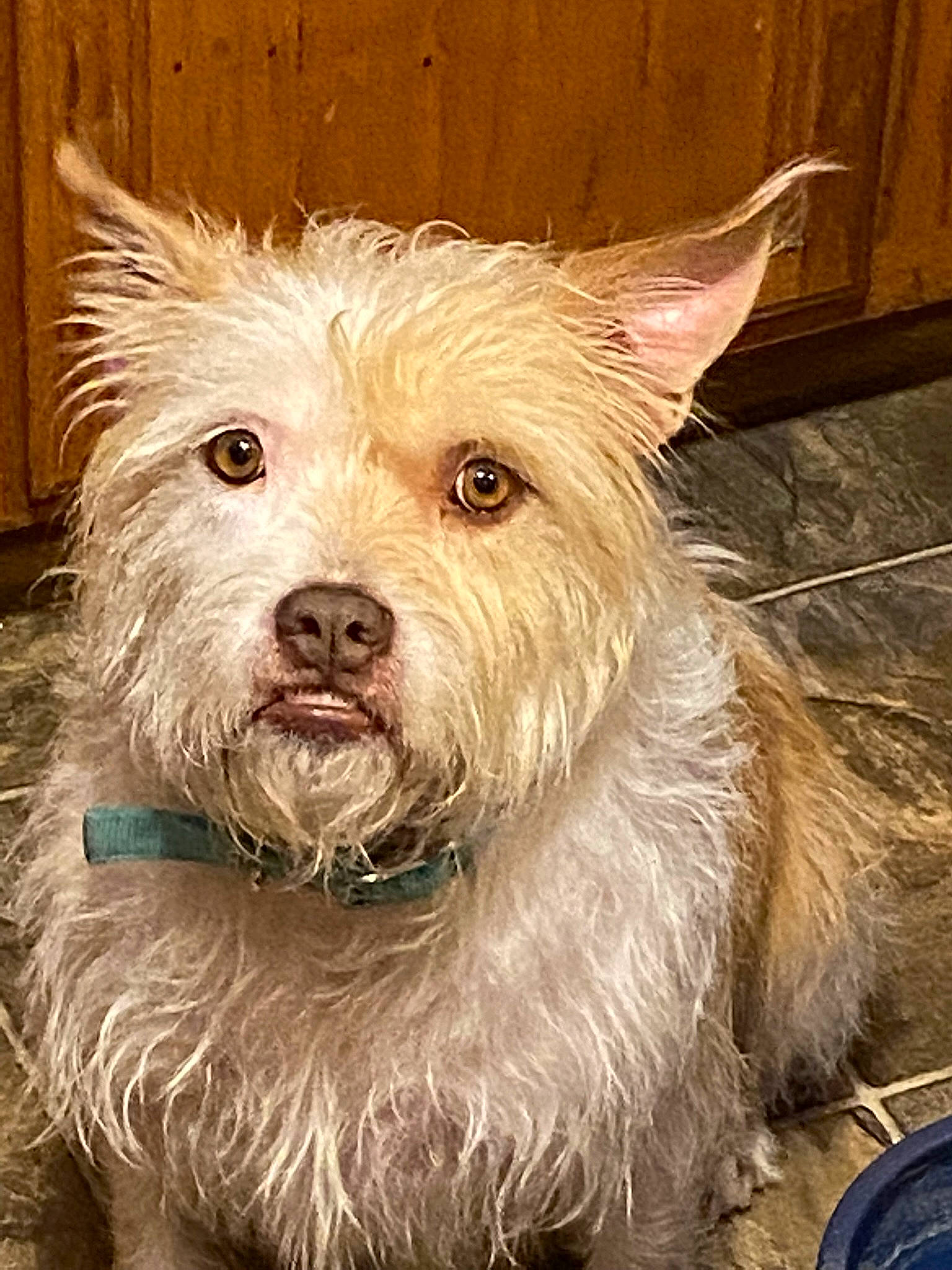 Maggie is registered to the contest to win money with this photo: australian_terrier, biewer_terrier, canidae, carnivore, companion_dog, dog, dog_breed, fawn, fur, small_terrier, snout, sporting_group, terrestrial_animal, terrier, toy_dog