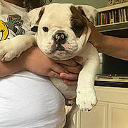 Tommy Boy joined the competition — help win amazing prizes! animal, bookshelf, brown_spot, bulldog, cabinet, clothing, cuddle, cute, dog, hand, home, indoor, living_room, person, pet, portrait, puppy, tshirt, tv, white