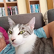Mimine a rejoint le concours — aidez-le/la à gagner de superbes lots ! books, bookshelf, cat, close_up, comfort, dvds, ear, fur, furniture, green_eyes, home, indoor, lap, living_room, person, pet, relaxation, sofa, tabby_cat, whiskers