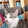 books, bookshelf, cat, close_up, comfort, dvds, ear, fur, furniture, green_eyes, home, indoor, lap, living_room, person, pet, relaxation, sofa, tabby_cat, whiskers