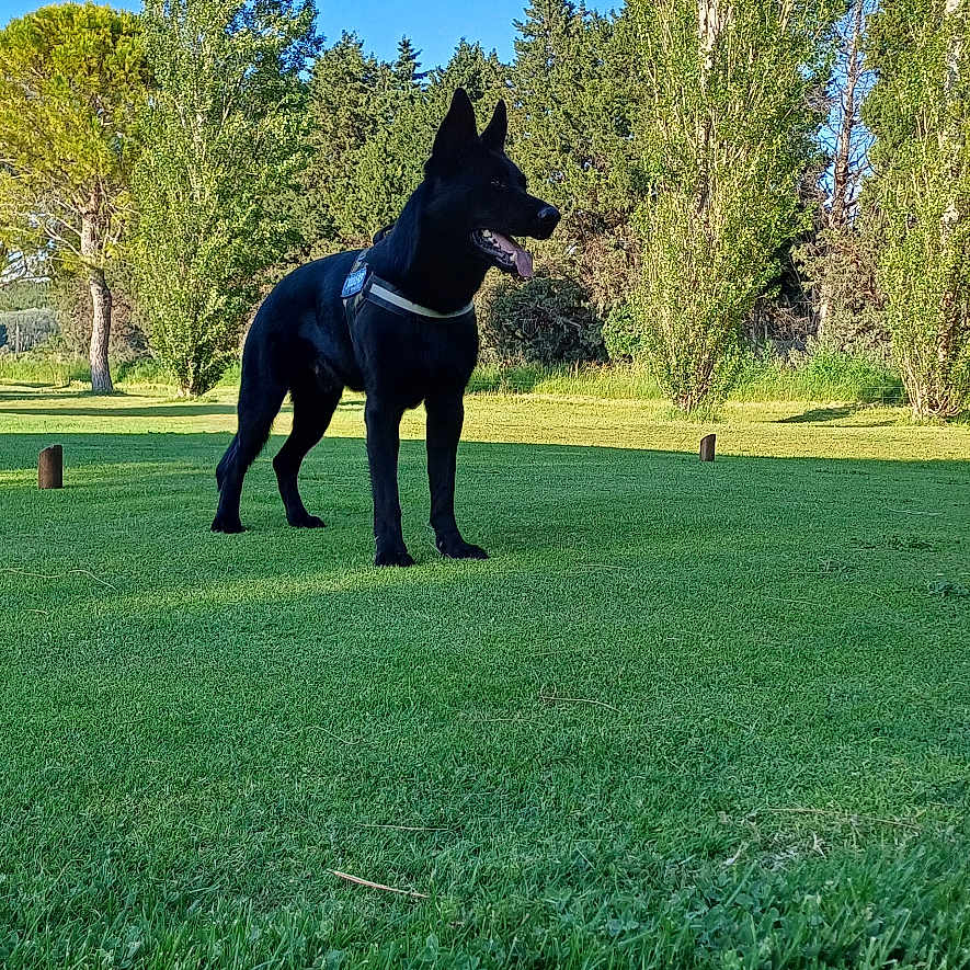 Wolf participe au concours pour gagner de l'argent avec cette photo : animal, canine, dog, field, fir, grass, grassland, green, grove, land, lawn, nature, outdoors, park, pet, plant, policedog, tree, vegetation, woodland
