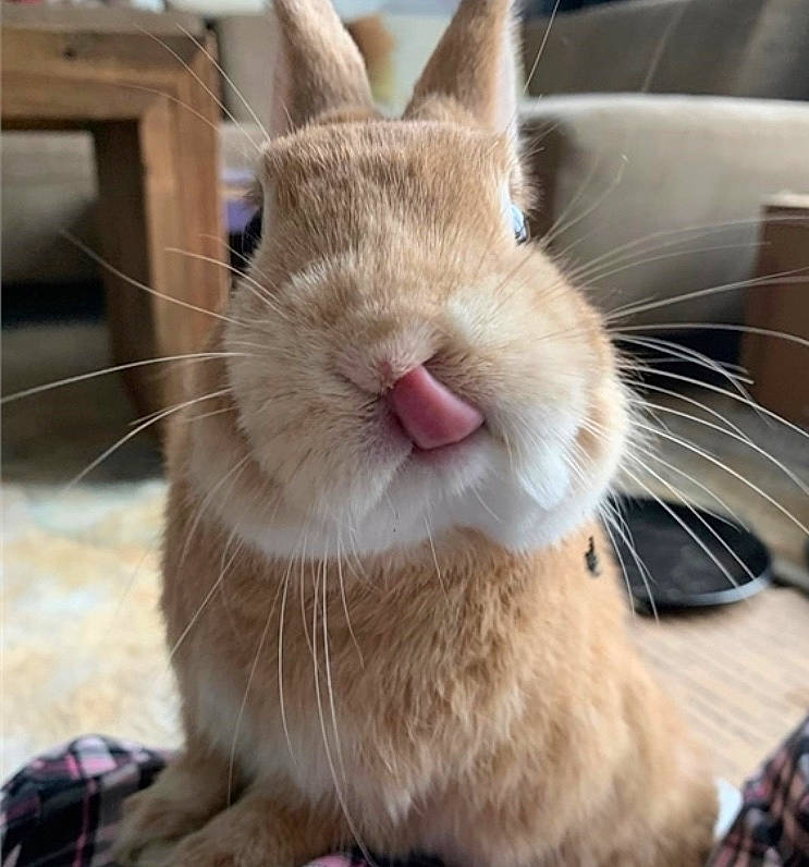 Woopy a rejoint le concours — aidez-le/la à gagner de superbes lots ! domestic_rabbit, ear, facial_expression, fawn, fur, hare, mammal, mouth, nose, organism, rabbit, rabbits_and_hares, skin, snout, whiskers, wildlife