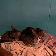 Tiga is registered to the contest to win money with this photo: tabby_cat, cat, sleeping, blanket, bed, cozy, indoor, feline, resting, pile, human_hand, paw, domestic_animal, fur, mammal, comfort, quiet, relaxation, animal, home