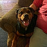 dog, rottweiler, pet, animal, indoor, armchair, furniture, person, red_shirt, light_pants, happy, tongue_out, smiling, brown, black, cozy, companion, relaxed, seated, home