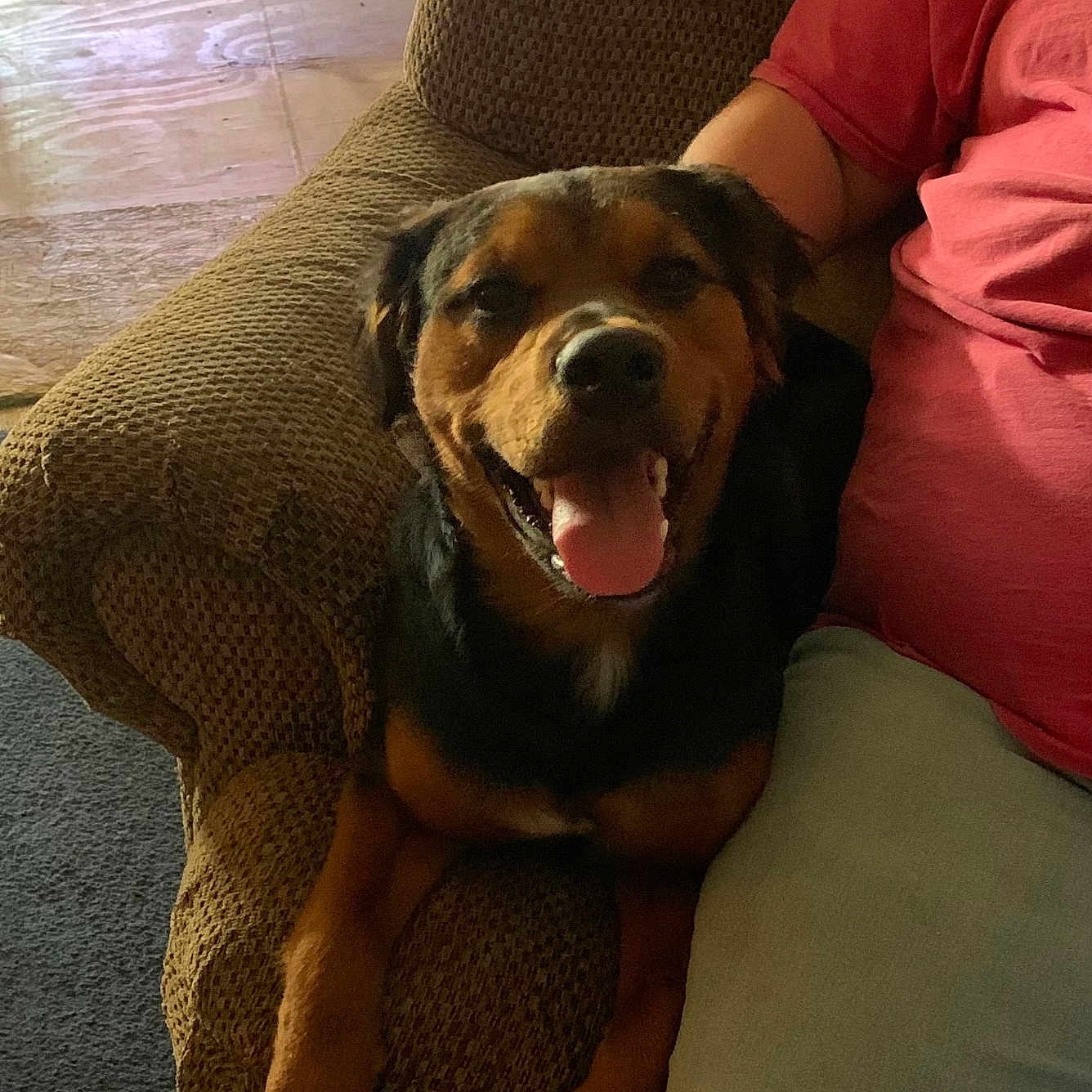 Biscuit is registered to the contest to win money with this photo: dog, rottweiler, pet, animal, indoor, armchair, furniture, person, red_shirt, light_pants, happy, tongue_out, smiling, brown, black, cozy, companion, relaxed, seated, home