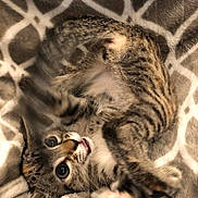 Ember joined the competition — help win amazing prizes! cat, kitten, tabby, playful, motion_blur, blanket, furry, pet, cute, indoor, animal, whiskers, paws, fur_pattern, young, cozy, resting, eyes, mouth, soft