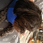 Gizzy is registered to the contest to win money with this photo: automotive_tire, canidae, carnivore, collar, comfort, companion_dog, dog, dog_breed, electric_blue, fur, human_leg, liver, pet_supply, snout, sporting_group, tail, tree, working_animal