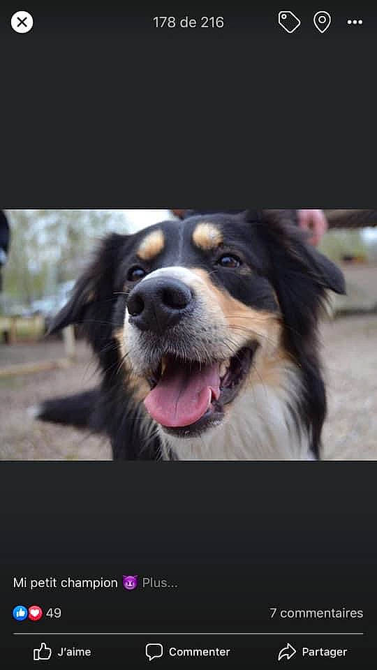 Pinceau participe au concours pour gagner de l'argent avec cette photo : carnivore, companion_dog, dog, dog_breed, flash_photography, fur, happy, jaw, photo_caption, plant, screenshot, snout, sporting_group, whiskers, working_dog