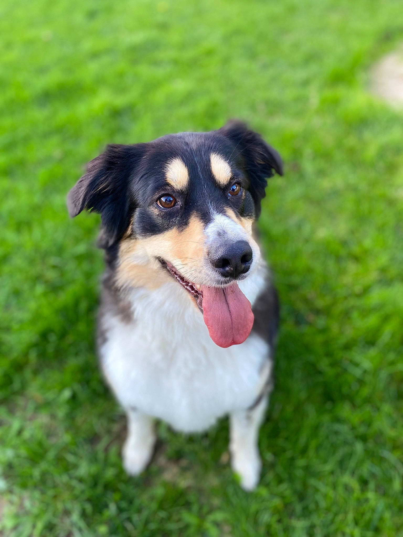 Pinceau a rejoint le concours — aidez-le/la à gagner de superbes lots ! canidae, carnivore, collar, companion_dog, dog, dog_breed, grass, herding_dog, plant, sporting_group, toy_dog, working_dog