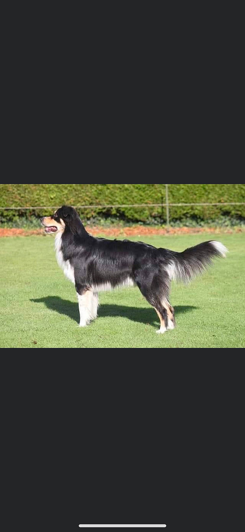 Pinceau participe au concours pour gagner de l'argent avec cette photo : animal_sports, border_collie, canidae, carnivore, companion_dog, dog, dog_breed, dog_sports, fur, grass, grassland, gun_dog, herding_dog, sporting_group, sports_equipment, tail, terrestrial_animal, working_dog