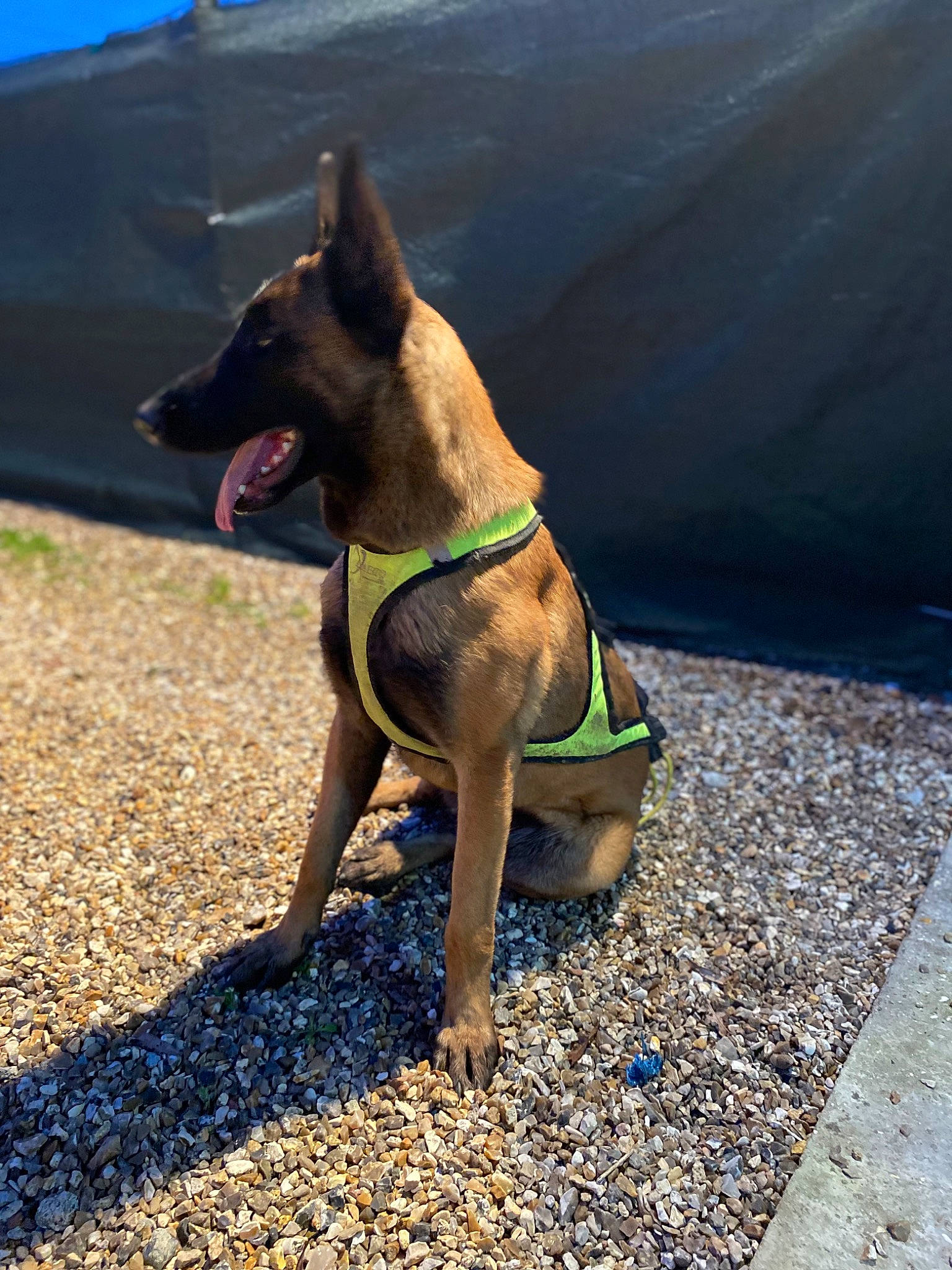 Mimi a rejoint le concours — aidez-le/la à gagner de superbes lots ! adventure, asphalt, carnivore, collar, companion_dog, dog, dog_breed, dog_collar, dog_supply, fashion_accessory, fawn, guard_dog, leash, non_sporting_group, paw, pet_supply, road_surface, tail, working_animal, working_dog