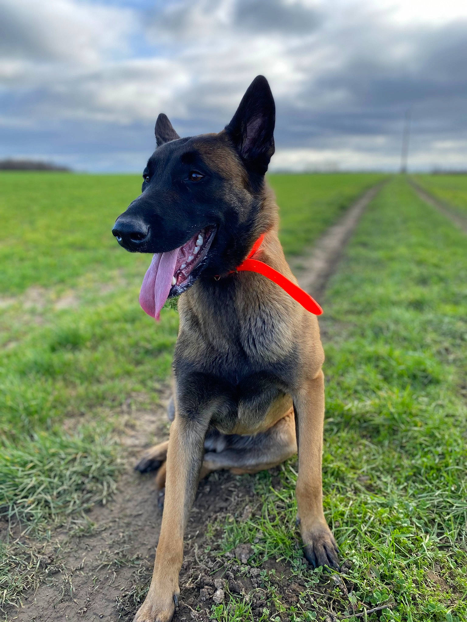 Mimi participe au concours pour gagner de l'argent avec cette photo : canidae, carnivore, cloud, collar, companion_dog, dog, dog_breed, dog_supply, german_shepherd_dog, grass, grassland, guard_dog, herding_dog, plant, sky, sporting_group, tail, terrestrial_animal, working_animal, working_dog