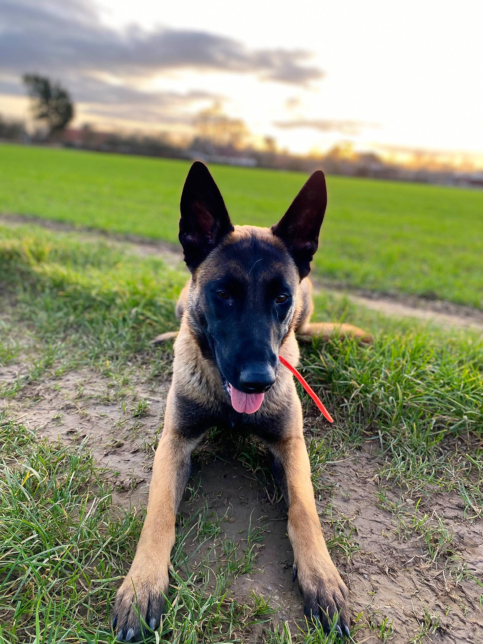 Mimi participe au concours pour gagner de l'argent avec cette photo : canidae, carnivore, cloud, dog, dog_breed, grass, grassland, herbaceous_plant, herding_dog, landscape, pasture, plant, prairie, sky, sporting_group, terrestrial_animal, tree, working_animal, working_dog