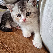 Munchie is registered to the contest to win money with this photo: kitten, cat, pet, animal, fur, cute, small, whiskers, paw, eyes, sitting, indoor, cozy, leather, texture, human_leg, sock, resting, closeup, domestic_animal