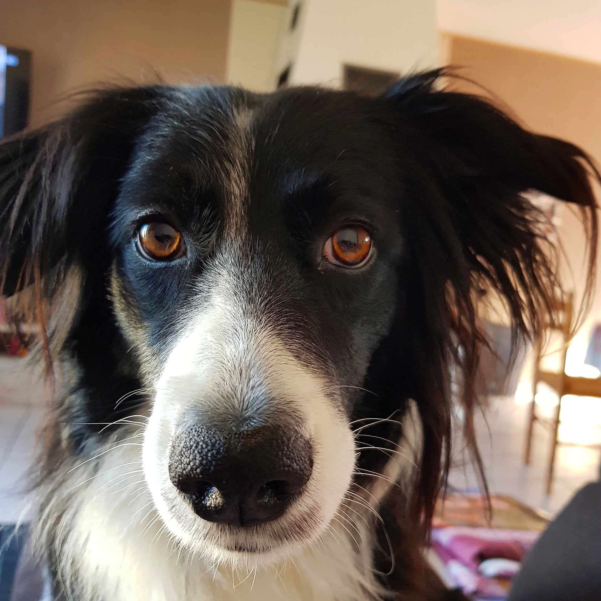 Lola a rejoint le concours — aidez-le/la à gagner de superbes lots ! animal, bodypart, canine, cockerspaniel, collie, couch, dog, furniture, hound, husky, indoors, labradorretriever, mouth, papillon, person, pet, pointer, puppy, snout, terrier