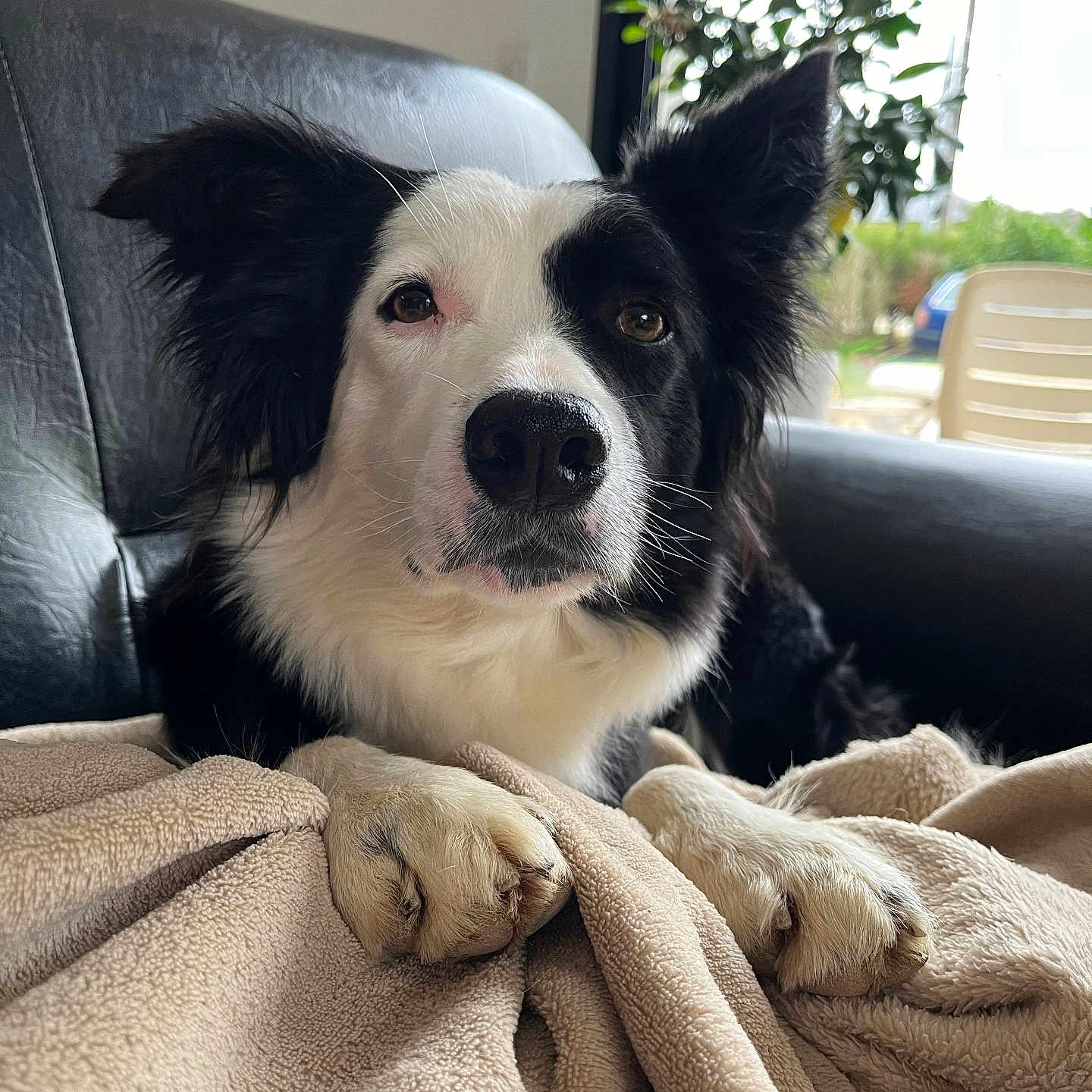 Shana participe au concours pour gagner de l'argent avec cette photo : animal, blanket, canine, car, chair, cockerspaniel, collie, couch, dog, furniture, homedecor, linen, livestock, papillon, pet, puppy, quilt, sheep, transportation, vehicle