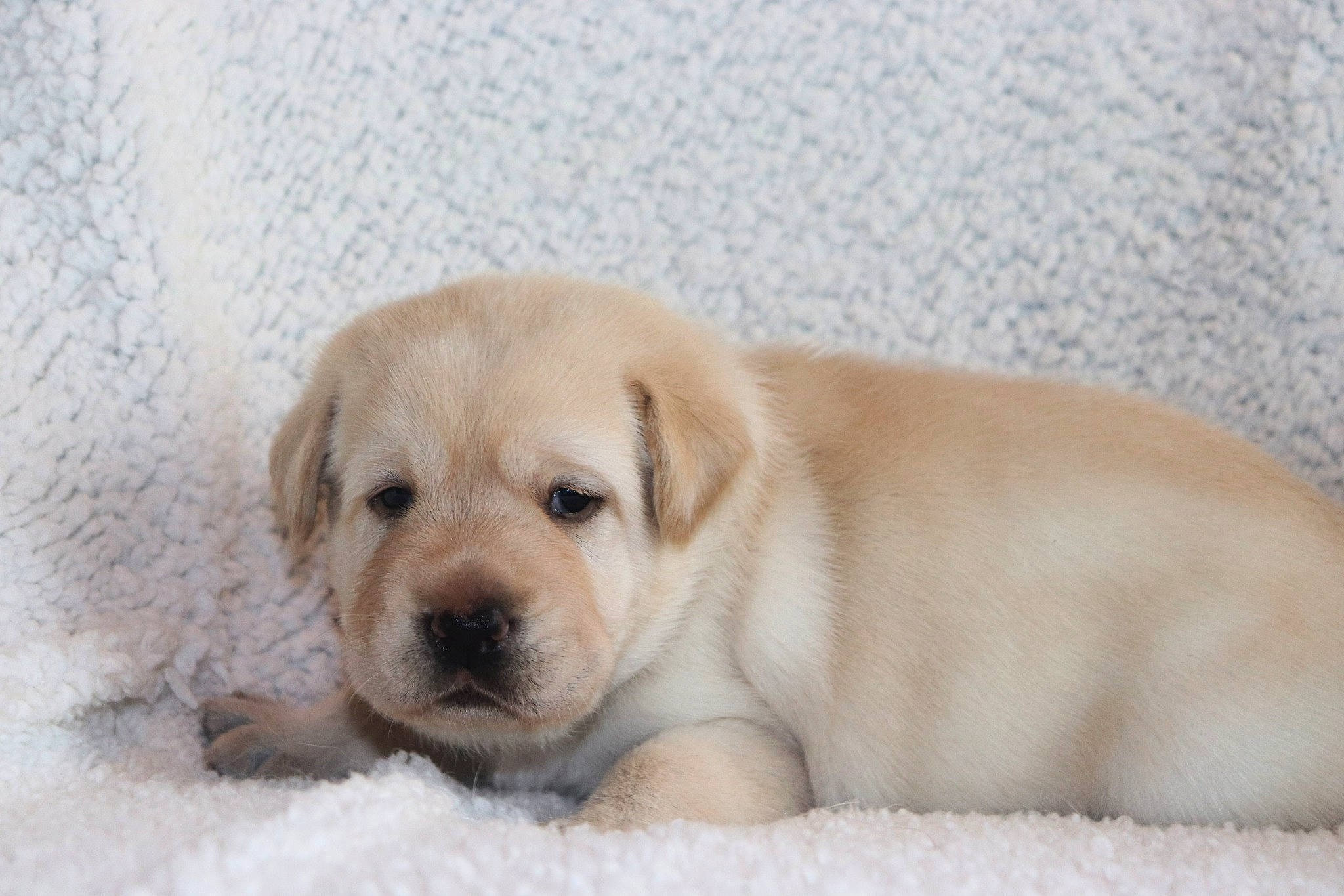 Scotti is registered to the contest to win money with this photo: canidae, carnivore, comfort, companion_dog, dog, dog_breed, eye, fawn, fur, labrador_retriever, puppy, snout, sporting_group, terrestrial_animal, whiskers, working_animal