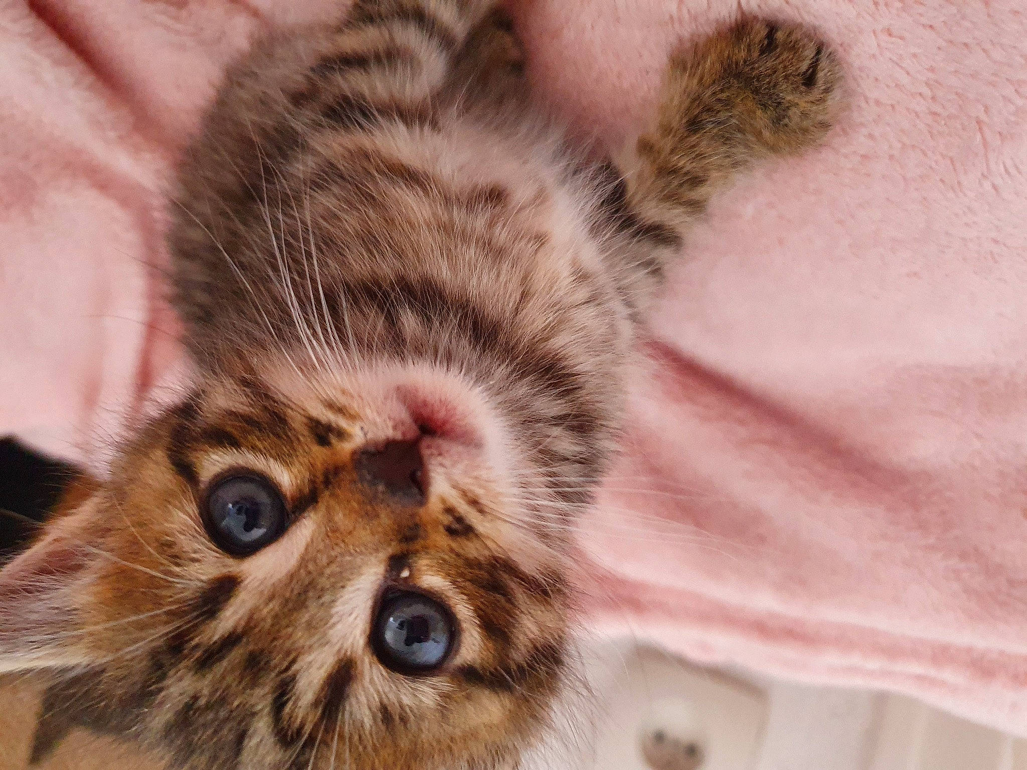 Ronflette a rejoint le concours — aidez-le/la à gagner de superbes lots ! american_curl, asian, carnivore, cat, close_up, dragon_li, european_shorthair, eye, felidae, fur, kitten, mammal, pixie_bob, siberian, skin, small_to_medium_sized_cats, snout, tabby_cat, vertebrate, whiskers