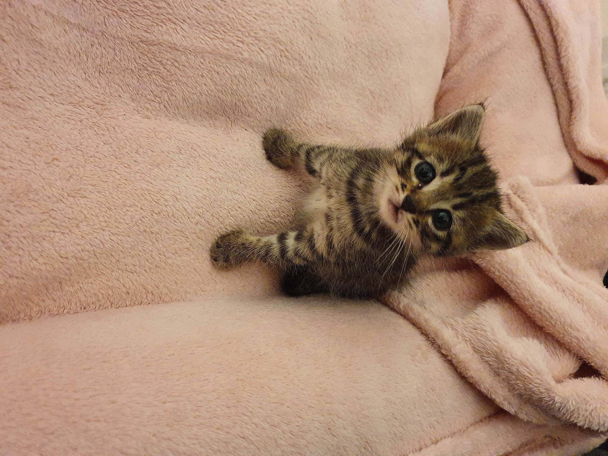 Ronflette a rejoint le concours — aidez-le/la à gagner de superbes lots ! american_curl, asian, carnivore, cat, claw, domestic_short_haired_cat, dragon_li, european_shorthair, eye, felidae, fur, kitten, mammal, paw, pixie_bob, polydactyl_cat, skin, small_to_medium_sized_cats, tabby_cat, whiskers