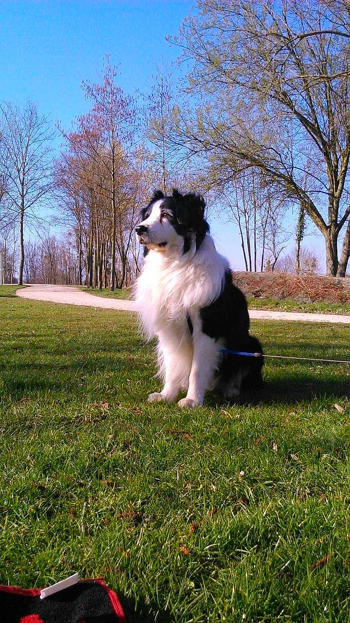 Diablo a rejoint le concours — aidez-le/la à gagner de superbes lots ! australian_shepherd, border_collie, canidae, carnivore, collie, companion_dog, dog, dog_breed, grass, herding_dog, mammal, rough_collie, shetland_sheepdog, sporting_group, vertebrate