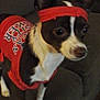 dog, pet, red_shirt, headband, brown_and_white, small_dog, couch, indoor, animal, ears, fur, looking_away, standing, closeup, domestic_animal, cute, companion, canine, alert, fur_pattern