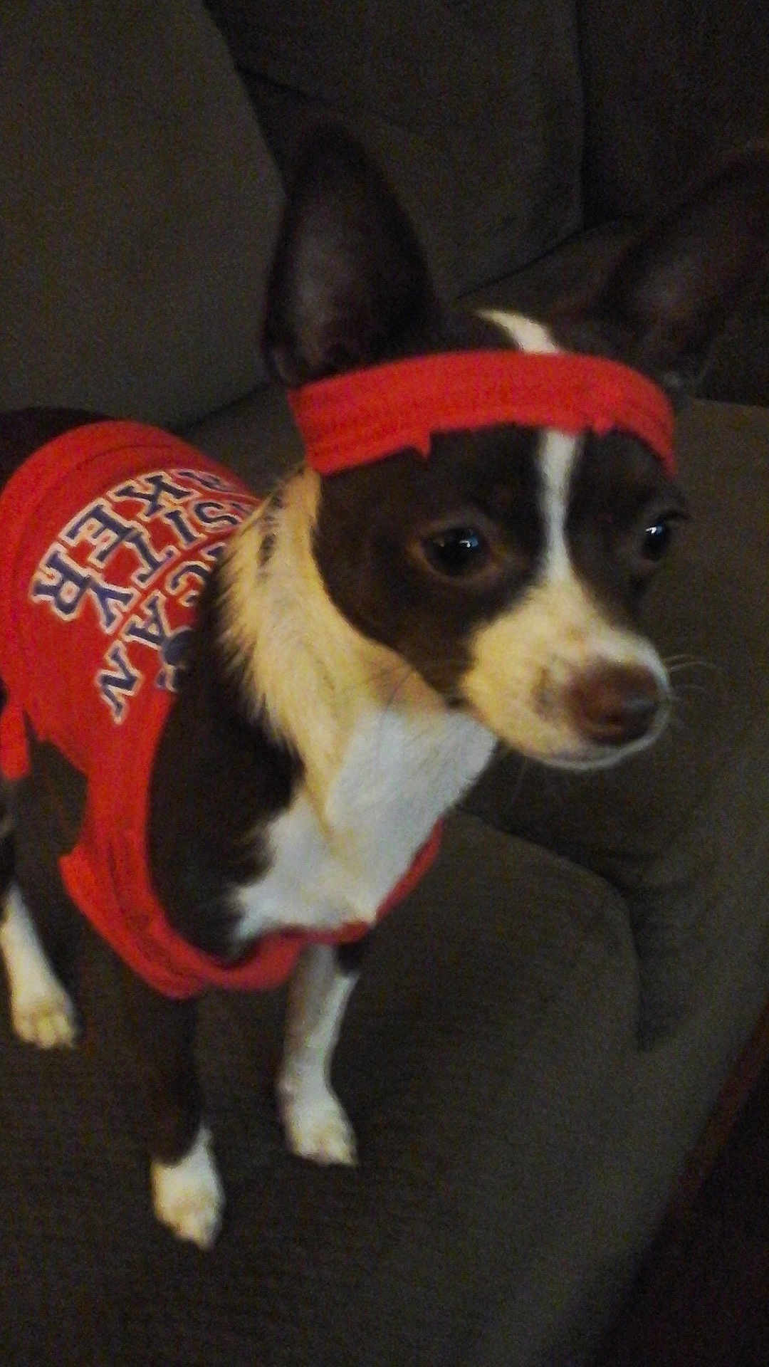 Zulú joined the competition — help win amazing prizes! dog, pet, red_shirt, headband, brown_and_white, small_dog, couch, indoor, animal, ears, fur, looking_away, standing, closeup, domestic_animal, cute, companion, canine, alert, fur_pattern