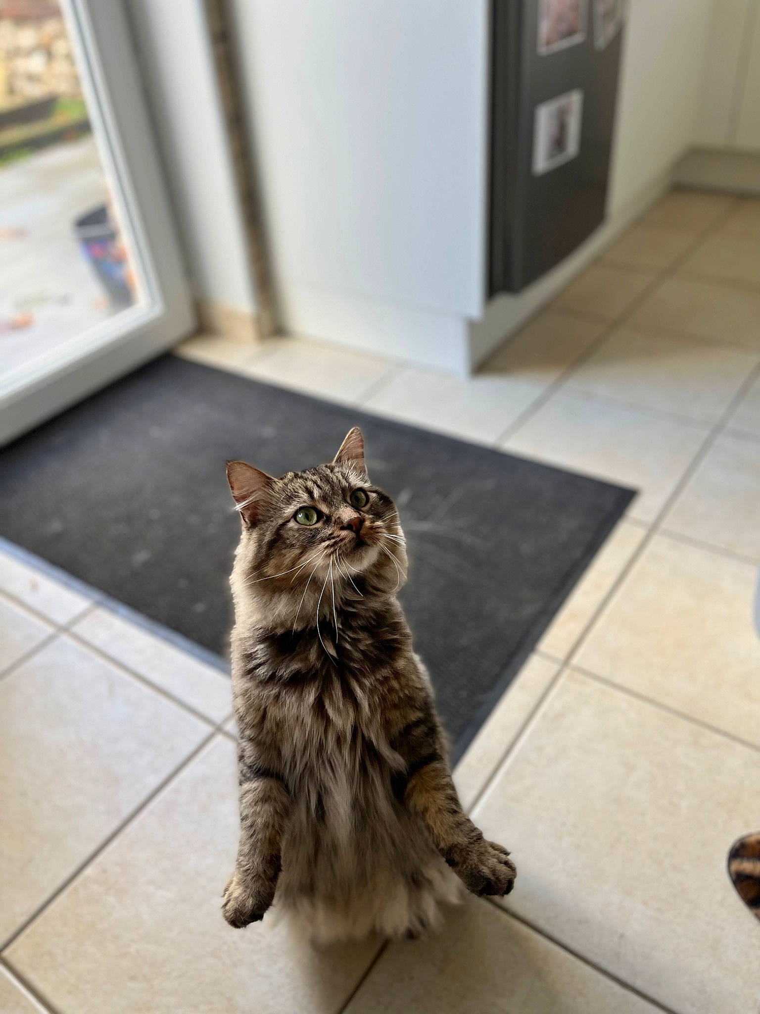 Loki a rejoint le concours — aidez-le/la à gagner de superbes lots ! carnivore, cat, claw, domestic_short_haired_cat, felidae, floor, flooring, fur, hardwood, metal, paw, road_surface, sitting, small_to_medium_sized_cats, snout, tail, terrestrial_animal, tile, whiskers, wood