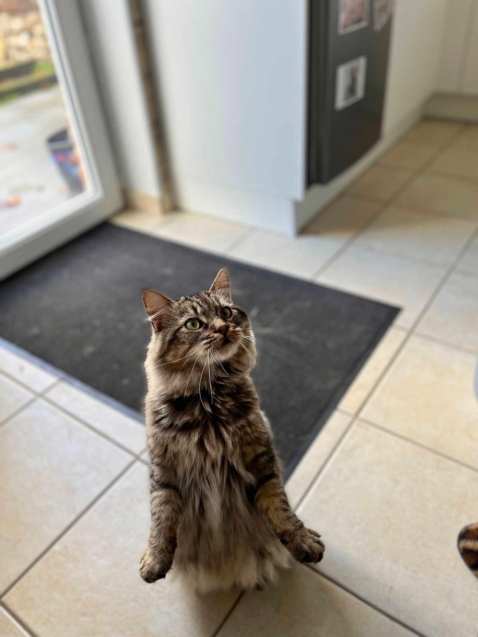 Loki