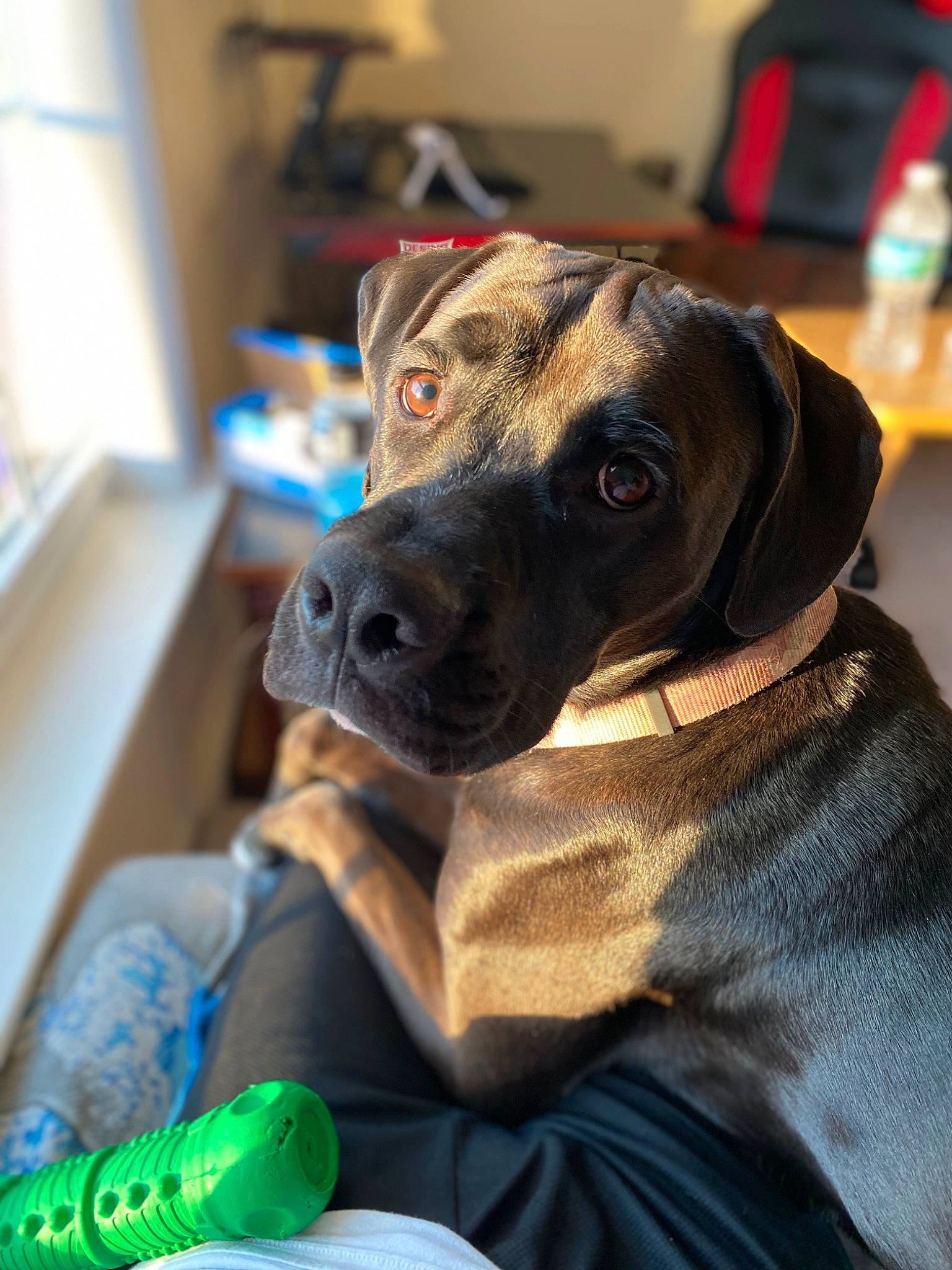 Jet joined the competition — help win amazing prizes! borador, canidae, carnivore, collar, comfort, companion_dog, dog, dog_breed, dog_collar, fawn, fur, guard_dog, non_sporting_group, personal_protective_equipment, puppy, selfie, snout, water_bottle, whiskers, working_animal