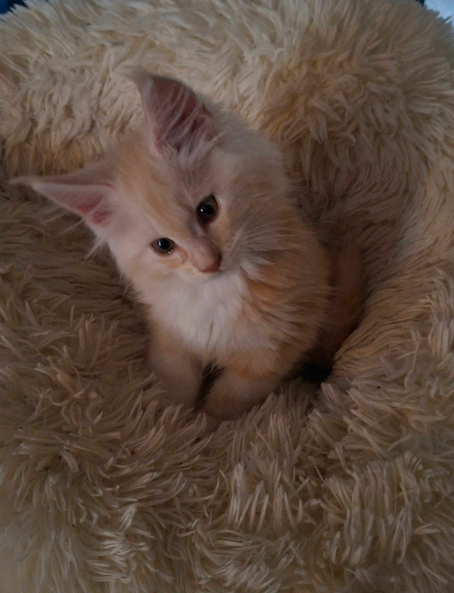 Loki