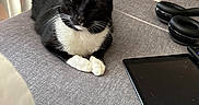 Jax is registered to the contest to win money with this photo: black_and_white, cat, cozy, domestic_animal, electronics, furniture, gray_surface, headphones, indoor, living_room, natural_light, paws, pet, relaxing, remote_control, resting, sleeping, tablet, tuxedo_cat, window