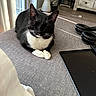 Jax is registered to the contest to win money with this photo: cat, tuxedo_cat, black_and_white, sleeping, indoor, tablet, headphones, remote_control, furniture, gray_surface, natural_light, window, cozy, relaxing, paws, electronics, living_room, pet, domestic_animal, resting