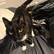 Jax is registered to the contest to win money with this photo: animal, bed, black_and_white, blanket, cat, close_up, cozy, curious, domestic_cat, feline, fur, indoor, looking_up, pet, pillow, tail, tuxedo_cat, whiskers, yellow_eyes