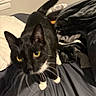 animal, bed, black_and_white, blanket, cat, close_up, cozy, curious, domestic_cat, feline, fur, indoor, looking_up, pet, pillow, tail, tuxedo_cat, whiskers, yellow_eyes