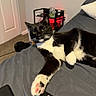 Jax joined the competition — help win amazing prizes! cat, black_and_white, pet, indoor, bed, remote_control, paw, carpet, table, jar, lamp, cushion, furniture, relaxed, curious, animal, whiskers, eyes, living_room, cozy